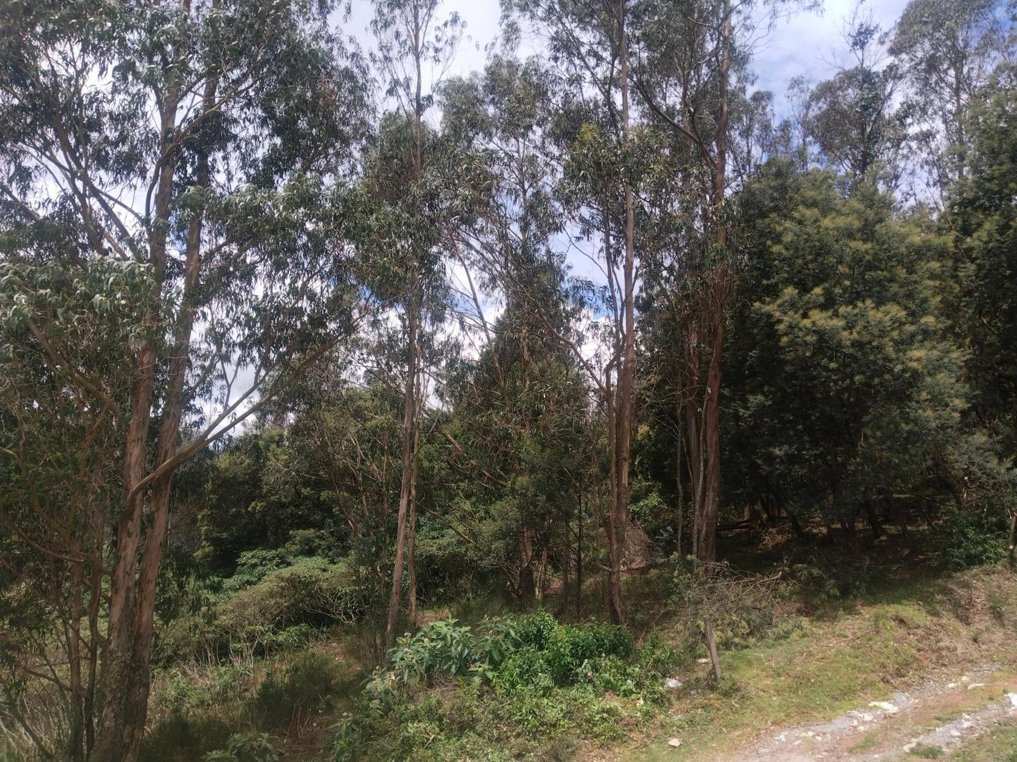 Bs Dreamz Ooty Apartment Екстериор снимка